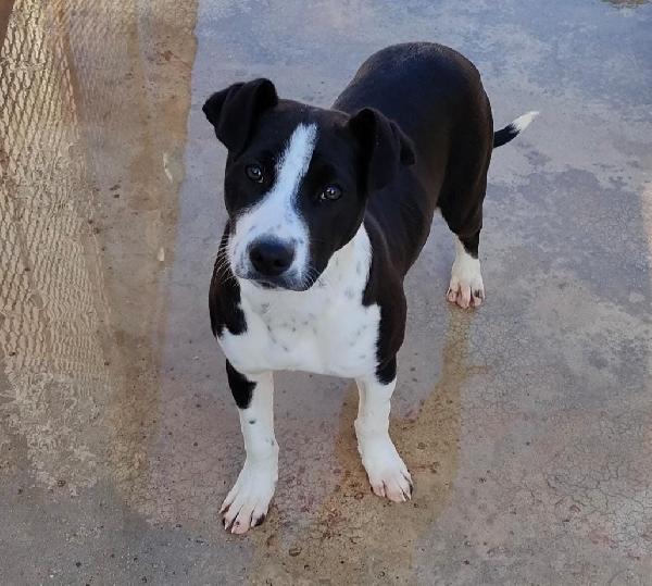 Ashley, Meravigliosa Cucciola Mix Pitbull